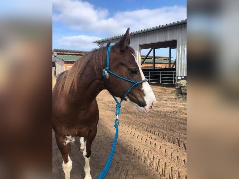 Paint Horse Stute 9 Jahre 145 cm Schecke in Falkensee