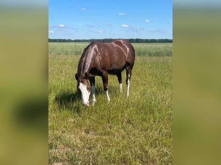 Paint Horse Stute 9 Jahre 145 cm Schecke in Falkensee