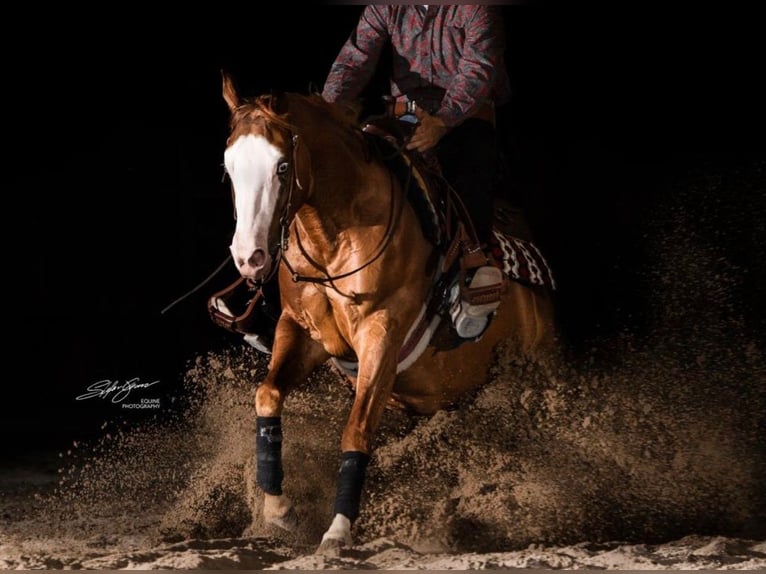 Paint Horse Stute 9 Jahre 149 cm Fuchs in Büttelborn