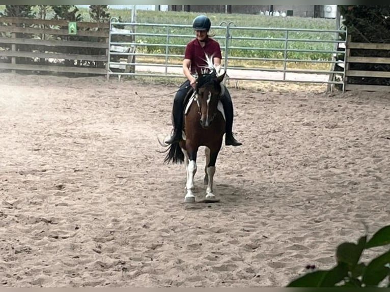 Paint Horse Mix Stute 9 Jahre 150 cm Schecke in K&#xF6;nnern