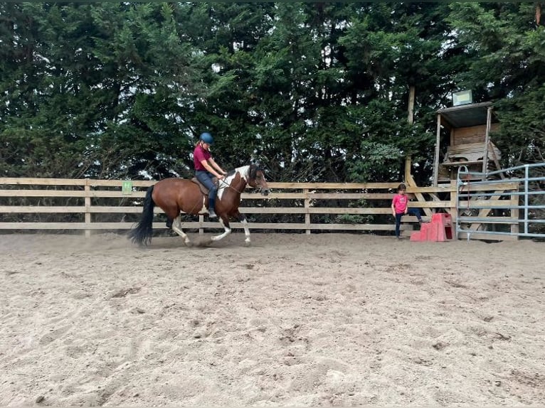 Paint Horse Mix Stute 9 Jahre 150 cm Schecke in K&#xF6;nnern