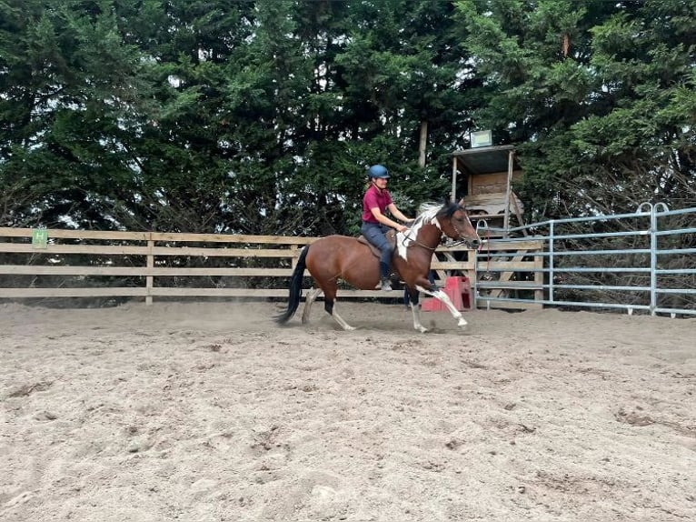Paint Horse Mix Stute 9 Jahre 150 cm Schecke in K&#xF6;nnern