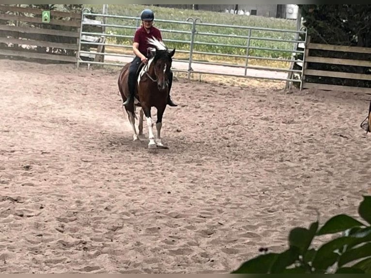 Paint Horse Mix Stute 9 Jahre 150 cm Schecke in K&#xF6;nnern