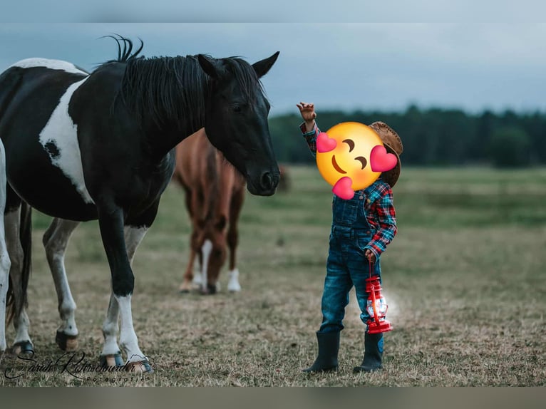 Paint Horse Stute 9 Jahre 154 cm Rappe in Schollene