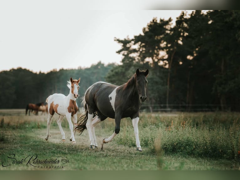 Paint Horse Stute 9 Jahre 154 cm Rappe in Schollene