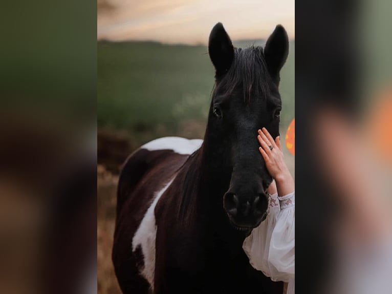 Paint Horse Stute 9 Jahre 154 cm Rappe in Schollene