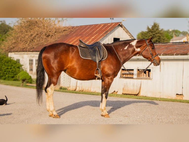 Paint Horse Stute 9 Jahre 155 cm Schecke in Dundee