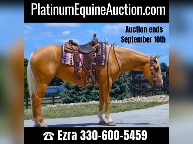 Paint Horse Stute 9 Jahre 157 cm Rotbrauner in Woodbine, MD