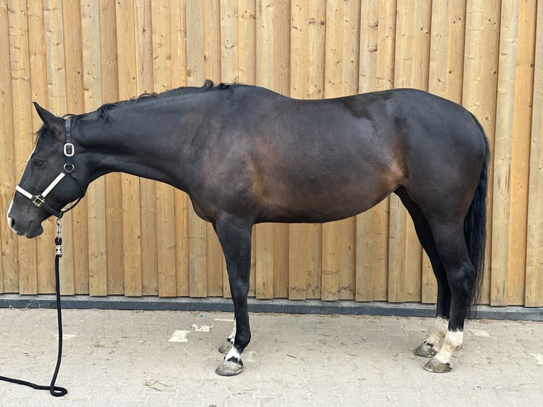 Paint Horse Stute 9 Jahre 158 cm Rappe in Weilburg