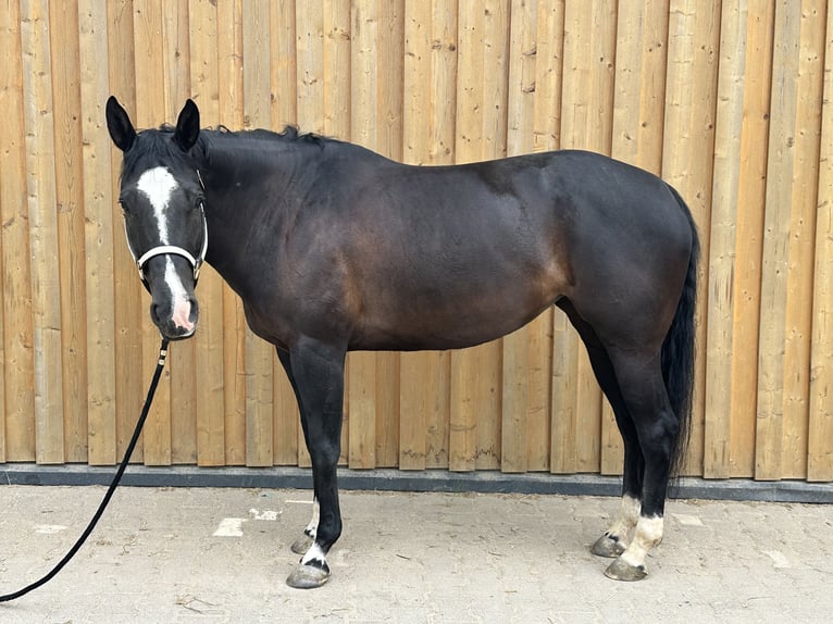 Paint Horse Stute 9 Jahre 158 cm Rappe in Weilburg