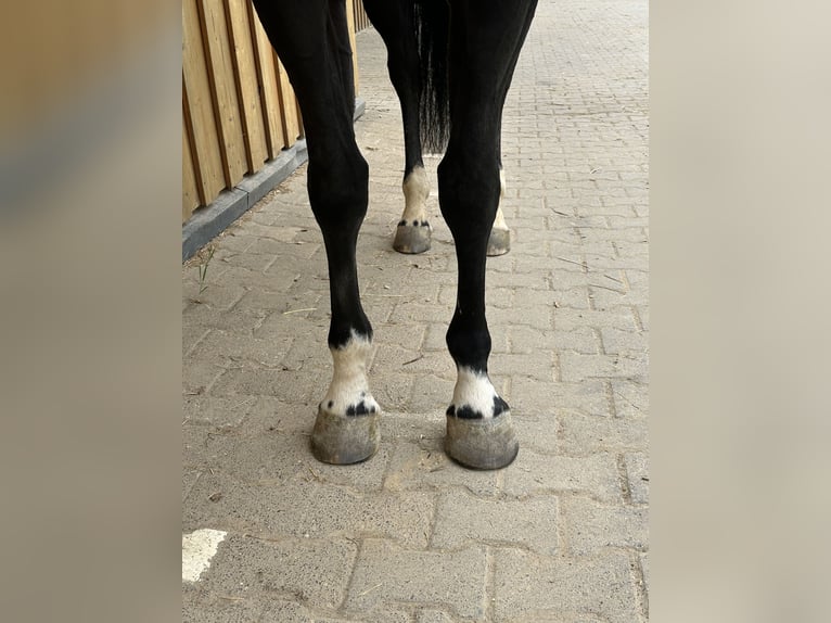 Paint Horse Stute 9 Jahre 158 cm Rappe in Weilburg