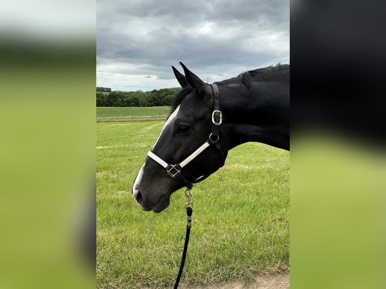 Paint Horse Stute 9 Jahre 158 cm Rappe in Weilburg
