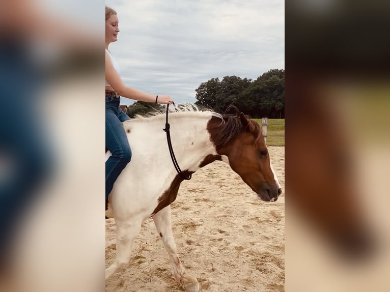 Paint Horse Mix Stute 9 Jahre 158 cm Schecke in Staffling