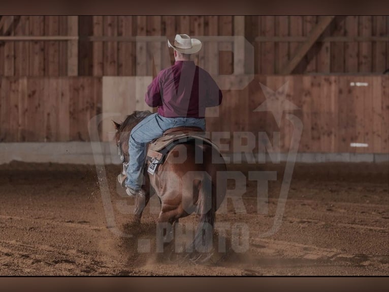 Paint Horse Stute 9 Jahre 160 cm in Mössingen