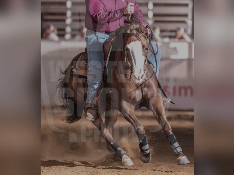 Paint Horse Stute 9 Jahre 160 cm in Mössingen