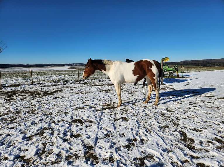 Paint Horse Stute 9 Jahre 160 cm Schecke in Pfronstetten