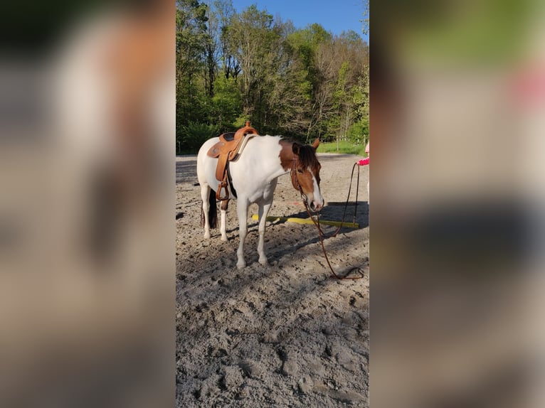 Paint Horse Stute 9 Jahre 160 cm Schecke in Pfronstetten