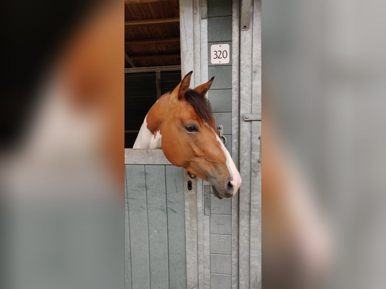 Paint Horse Stute 9 Jahre 160 cm Schecke in Pfronstetten