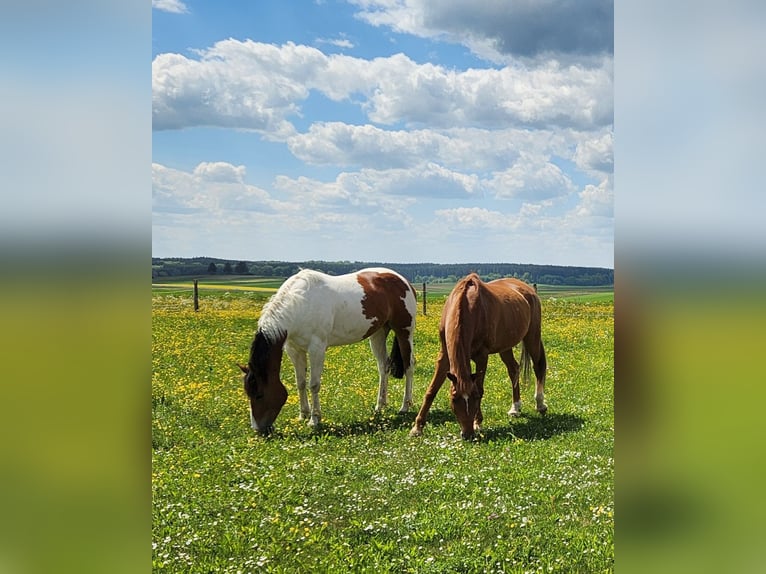 Paint Horse Stute 9 Jahre 160 cm Schecke in Pfronstetten