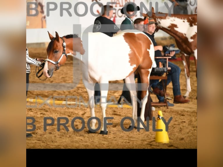 Paint Horse Stute 9 Jahre 160 cm Schecke in Pfronstetten