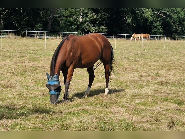 Paint Horse Stute 9 Jahre Brauner in Zülpich