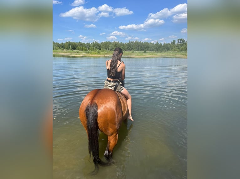 Paint Horse Stute 9 Jahre Brauner in Zülpich