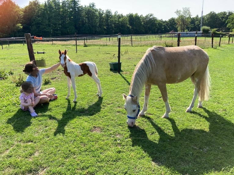 Paint Horse Mix Stute Fohlen (06/2025) 148 cm Tobiano-alle-Farben in Aachen