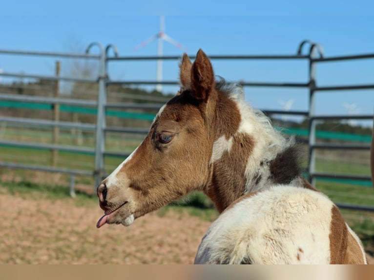 Paint Horse Stute Fohlen (03/2025) 150 cm Champagne in Hellenthal