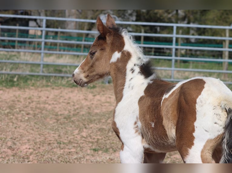 Paint Horse Stute Fohlen (03/2025) 150 cm Champagne in Hellenthal