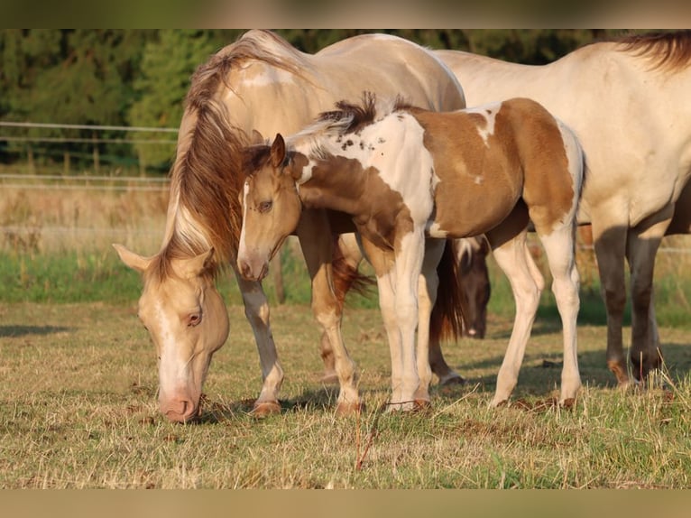 Paint Horse Stute Fohlen (03/2025) 150 cm Champagne in Hellenthal