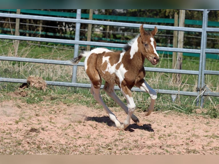 Paint Horse Stute Fohlen (03/2025) 150 cm Champagne in Hellenthal