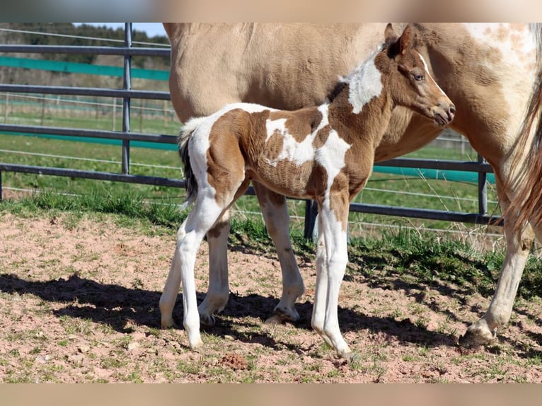 Paint Horse Stute Fohlen (03/2025) 150 cm Champagne in Hellenthal