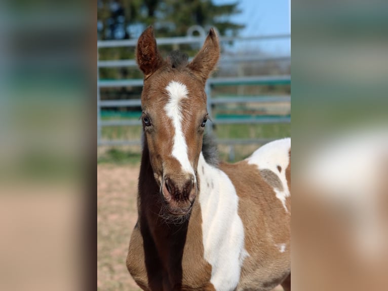 Paint Horse Stute Fohlen (03/2025) 150 cm Champagne in Hellenthal