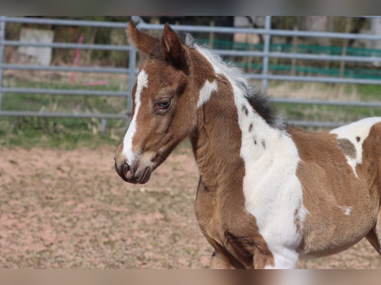 Paint Horse Stute Fohlen (03/2025) 150 cm Champagne in Hellenthal
