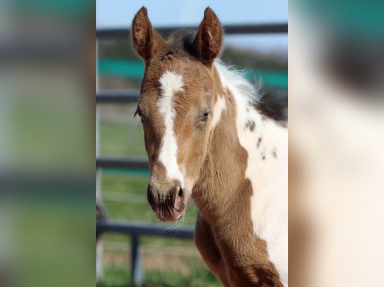Paint Horse Stute Fohlen (03/2025) 150 cm Champagne in Hellenthal