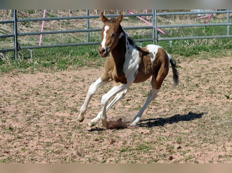 Paint Horse Stute Fohlen (03/2025) 150 cm Champagne in Hellenthal