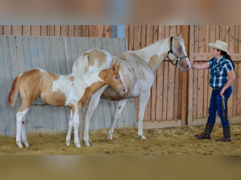 Paint Horse Stute Fohlen (05/2025) 150 cm Champagne in Obertaufkirchen