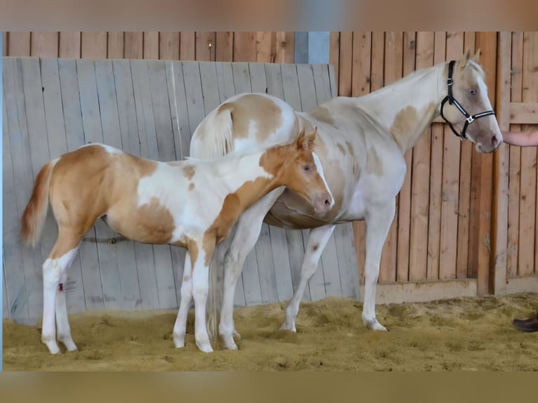 Paint Horse Stute Fohlen (05/2025) 150 cm Champagne in Obertaufkirchen