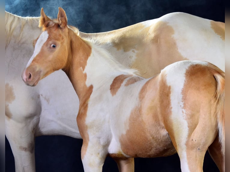 Paint Horse Stute Fohlen (05/2025) 150 cm Champagne in Obertaufkirchen
