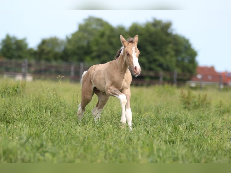 Paint Horse Stute Fohlen (06/2025) 150 cm in Pastetten