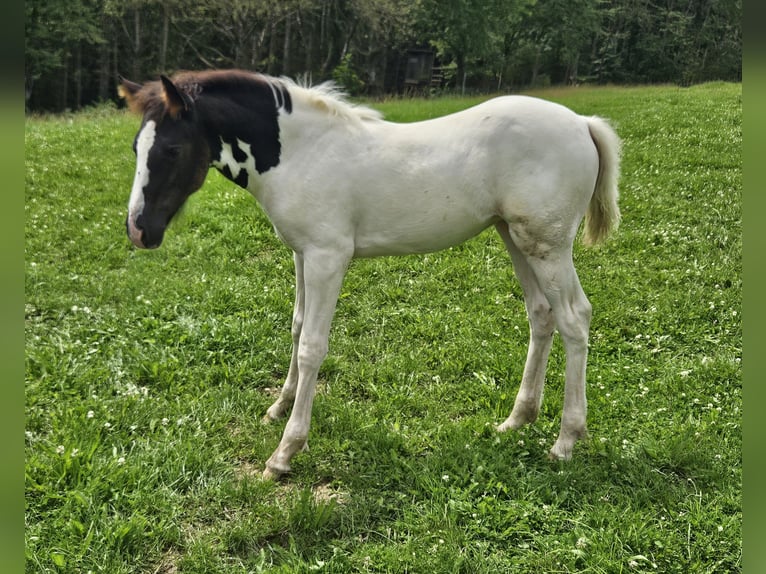 Paint Horse Mix Stute Fohlen (05/2024) 150 cm Schecke in Simmerath