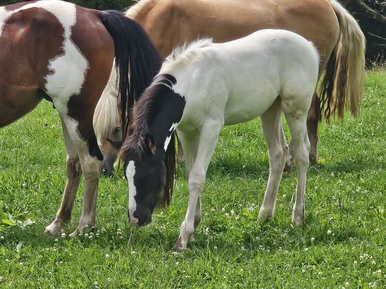 Paint Horse Mix Stute Fohlen (05/2024) 150 cm Schecke in Simmerath