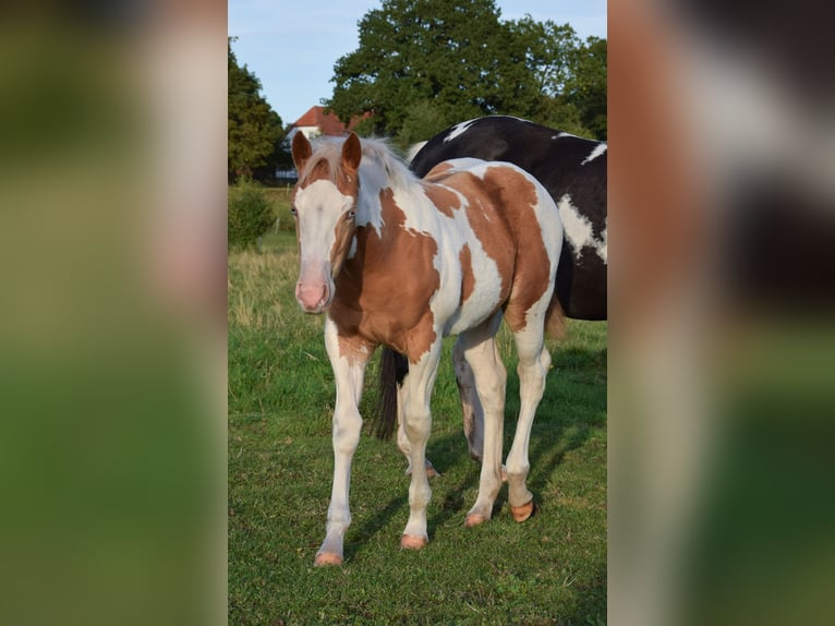 Paint Horse Stute Fohlen (06/2025) 150 cm Tobiano-alle-Farben in Marlow