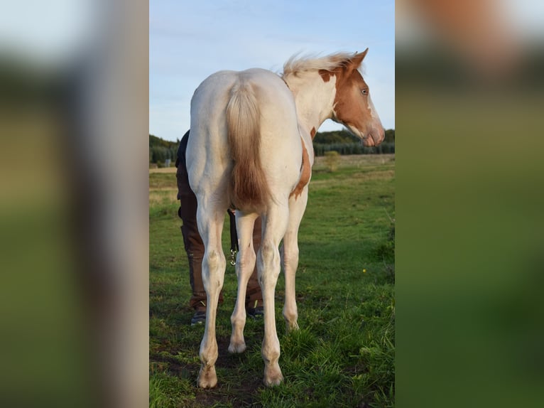 Paint Horse Stute Fohlen (06/2025) 150 cm Tobiano-alle-Farben in Marlow