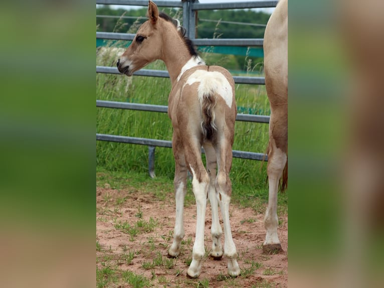 Paint Horse Stute Fohlen (05/2025) 150 cm Tobiano-alle-Farben in Hellenthal