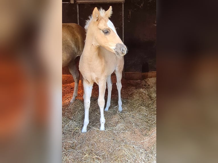 Paint Horse Stute  152 cm Palomino in Kraichtal