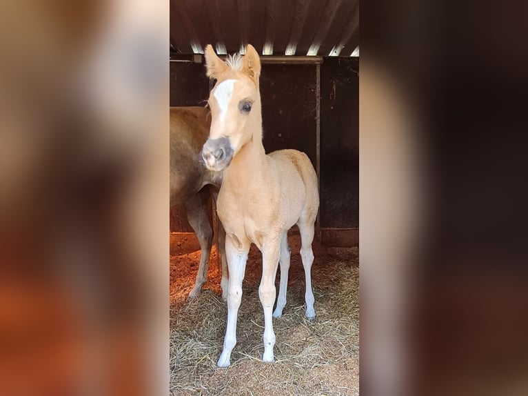 Paint Horse Stute  152 cm Palomino in Kraichtal