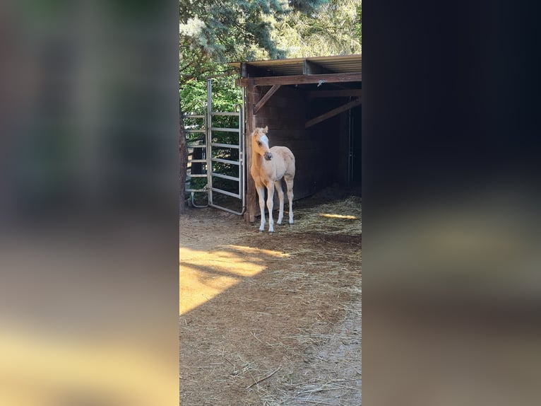 Paint Horse Stute  152 cm Palomino in Kraichtal