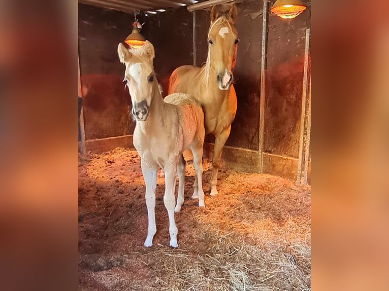 Paint Horse Stute  152 cm Palomino in Kraichtal