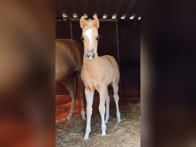 Paint Horse Stute  152 cm Palomino in Kraichtal